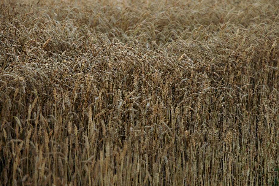 A wheat field at harvest