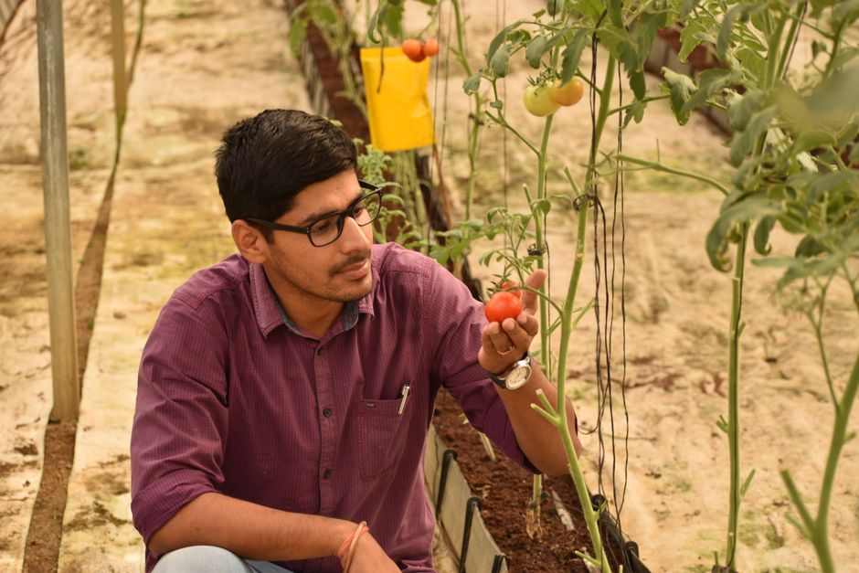 A farmer inspecting a crop